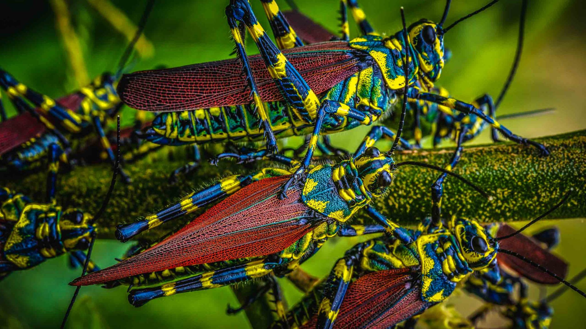 Macro photography of grasshoppers